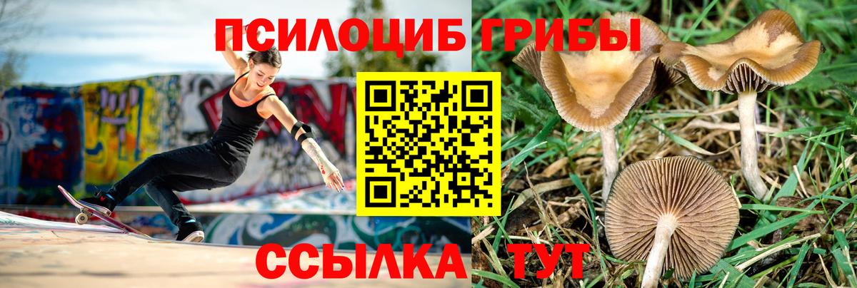 Псилоцибиновые грибы GOLDEN TEACHER Аша